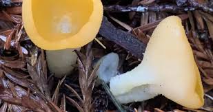 Attēlu rezultāti vaicājumam “Sowerbyella radiculata”