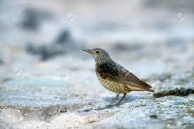 Image result for Monticola saxatilis