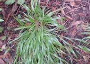 Attēlu rezultāti vaicājumam “Brachypodium sylvaticum leaf”