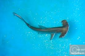 Image result for Sphyrna lewini