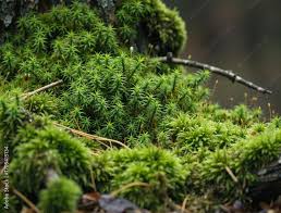 Attēlu rezultāti vaicājumam “Polytrichales”