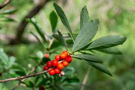 Attēlu rezultāti vaicājumam “Daphne mezereum leaf”