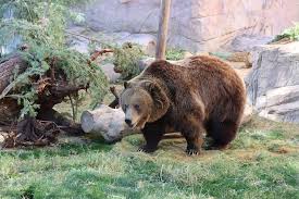 Image result for brown bear