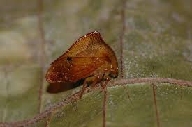 Attēlu rezultāti vaicājumam “Membracidae”