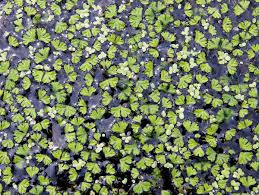 Attēlu rezultāti vaicājumam “Ricciocarpos natans”