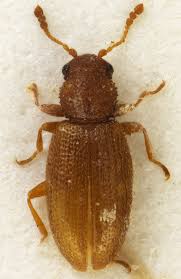 Attēlu rezultāti vaicājumam “Latridiidae”