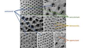 Attēlu rezultāti vaicājumam “Bryozoa”