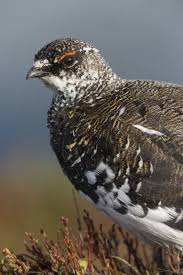 Image result for Lagopus muta