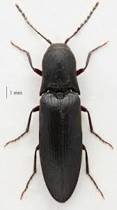 Attēlu rezultāti vaicājumam “Ectinus aterrimus”