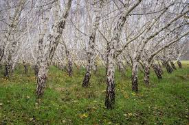 Attēlu rezultāti vaicājumam “Betula pendula var. carelica”