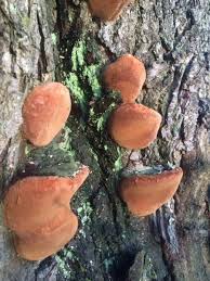 Attēlu rezultāti vaicājumam “Phellinus robustus”