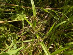 Attēlu rezultāti vaicājumam “Cyperus fuscus fruit”