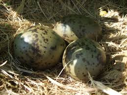 Attēlu rezultāti vaicājumam “Larus argentatus nest”