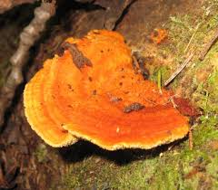 Attēlu rezultāti vaicājumam “Junghuhnia pseudozilingiana”