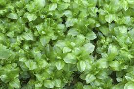 Attēlu rezultāti vaicājumam “Plagiomnium medium”