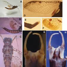 Attēlu rezultāti vaicājumam “Siphlonurus male”