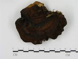 Attēlu rezultāti vaicājumam “Ischnoderma benzoinum”