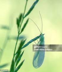 Attēlu rezultāti vaicājumam “Chrysopidae imago”