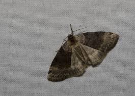 Attēlu rezultāti vaicājumam “Tetheella fluctuosa”