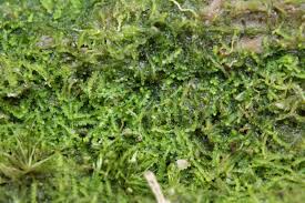 Attēlu rezultāti vaicājumam “Cephalozia connivens”