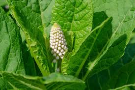 Attēlu rezultāti vaicājumam “Phytolaccaceae”