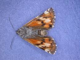 Attēlu rezultāti vaicājumam “Archiearis parthenias”