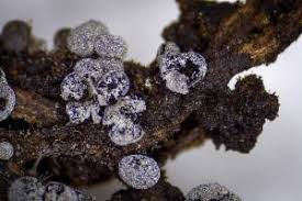 Attēlu rezultāti vaicājumam “Physarum straminipes”