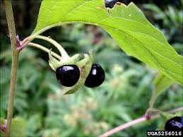 Image result for beladona