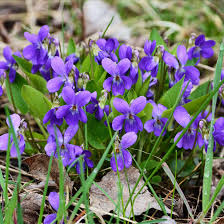 Image result for Viola odorata
