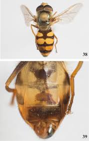 Attēlu rezultāti vaicājumam “Eupeodes corollae”