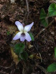 Attēlu rezultāti vaicājumam “Viola rupestris bud”