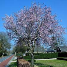 Attēlu rezultāti vaicājumam “Prunus (plum-tree)”