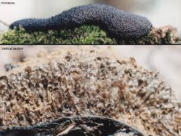 Attēlu rezultāti vaicājumam “Lindbladia tubulina”