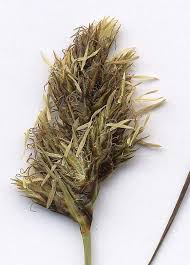 Attēlu rezultāti vaicājumam “Carex disticha”