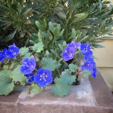 Image result for Phacelia