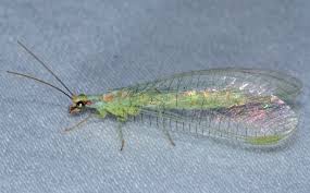 Attēlu rezultāti vaicājumam “Chrysopa”