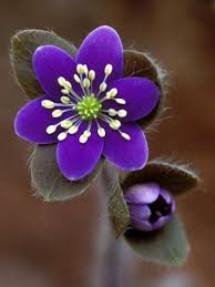 Attēlu rezultāti vaicājumam “Hepatica nobilis bud”