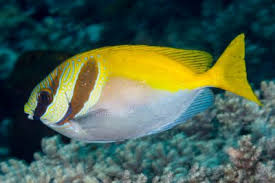 Image result for Siganus rivulatus