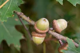 Attēlu rezultāti vaicājumam “Quercus rubra fruit”