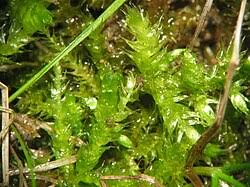 Attēlu rezultāti vaicājumam “Brachythecium salebrosum sporophyte”