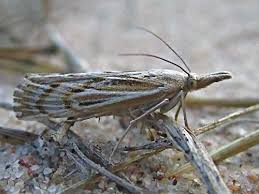 Attēlu rezultāti vaicājumam “Pediasia fascelinella”