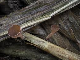 Attēlu rezultāti vaicājumam “Myriosclerotinia scirpicola”