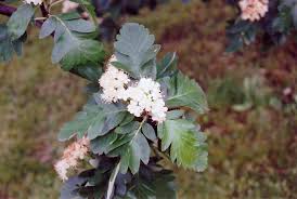 Attēlu rezultāti vaicājumam “Sorbus hybrida”