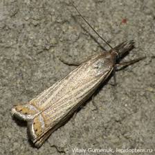 Attēlu rezultāti vaicājumam “Chrysoteuchia culmella”