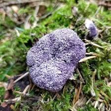 Attēlu rezultāti vaicājumam “Nectriopsis violacea”