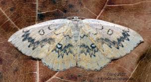 Attēlu rezultāti vaicājumam “Cyclophora annularia”