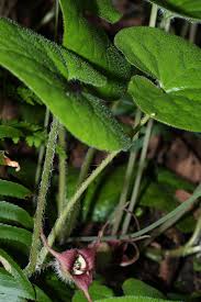 Attēlu rezultāti vaicājumam “Asarum europaeum leaf”