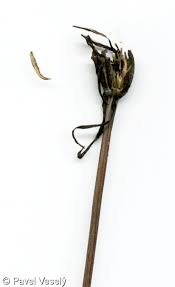 Attēlu rezultāti vaicājumam “Tragopogon pratensis subsp. pratensis bud”