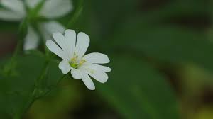 Attēlu rezultāti vaicājumam “Stellaria graminea flower”