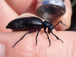 Attēlu rezultāti vaicājumam “Philonotis marchica macro”